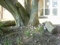 crocussen