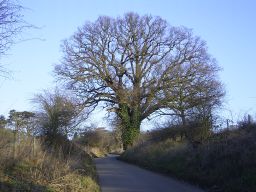 Oak on the driveway to All Nations